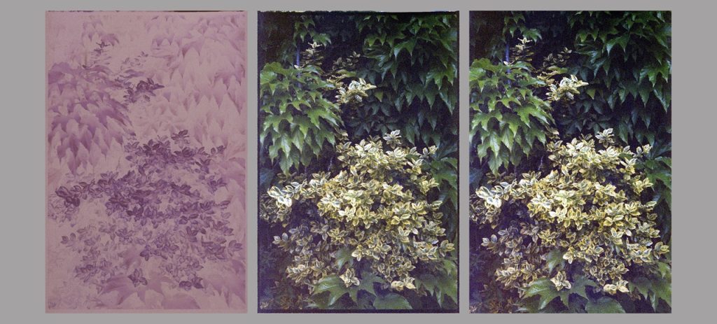 Digitalisering buske polaroid 200small
